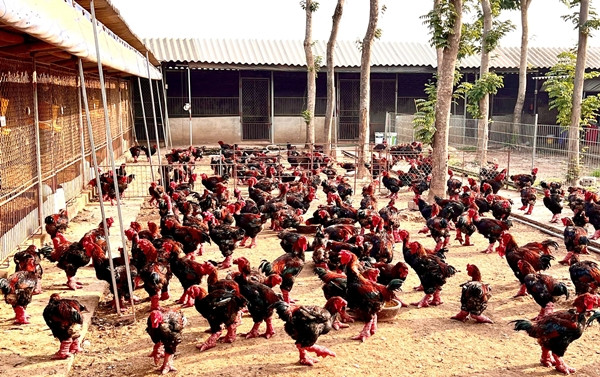 Gà Đông Tảo được khách nước ngoài chuộng mua biếu Tết - Hình 5 Ga Dong Tao duoc khach nuoc ngoai chuong mua bieu Tet-Hinh-5