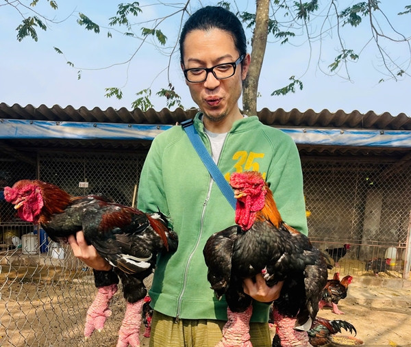 Gà Đông Tảo được khách nước ngoài chuộng mua biếu Tết - Hình 3 Ga Dong Tao duoc khach nuoc ngoai chuong mua bieu Tet-Hinh-3