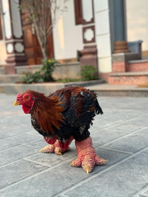 Gà Đông Tảo được khách nước ngoài chuộng mua biếu Tết - Hình 9 Ga Dong Tao duoc khach nuoc ngoai chuong mua bieu Tet-Hinh-9