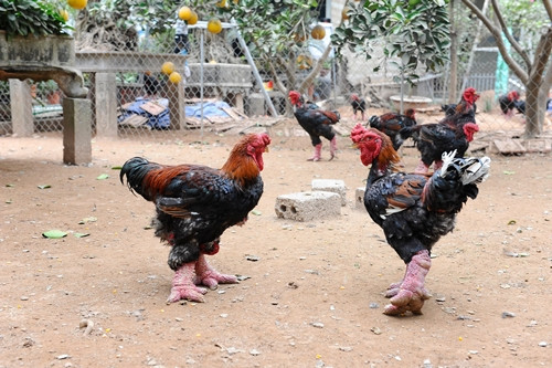 Gà Đông Tảo được khách nước ngoài chuộng mua biếu Tết - Hình 2 Ga Dong Tao duoc khach nuoc ngoai chuong mua bieu Tet-Hinh-2
