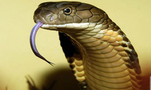 Tìm ra thần dược trị mọi vết rắn cắn Tim ra than duoc tri moi vet ran can