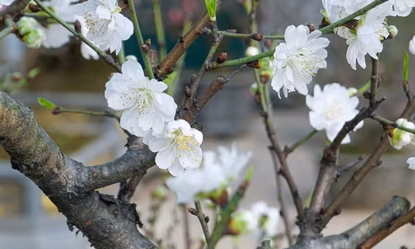 Đại gia săn lùng bạch đào quý hiếm chơi Tết - Hình 5 Dai gia san lung bach dao quy hiem choi Tet-Hinh-5