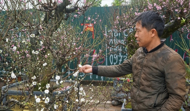 Đại gia săn lùng bạch đào quý hiếm chơi Tết - Hình 4 Dai gia san lung bach dao quy hiem choi Tet-Hinh-4