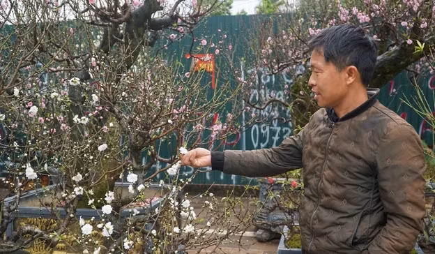 Đại gia săn lùng bạch đào quý hiếm chơi Tết - Hình 4 Dai gia san lung bach dao quy hiem choi Tet-Hinh-4