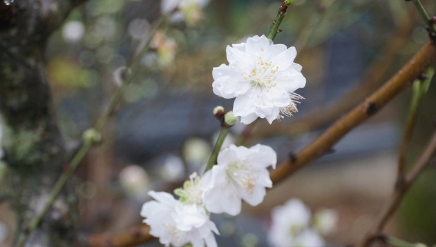 Đại gia săn lùng bạch đào quý hiếm chơi Tết - Hình 3 Dai gia san lung bach dao quy hiem choi Tet-Hinh-3