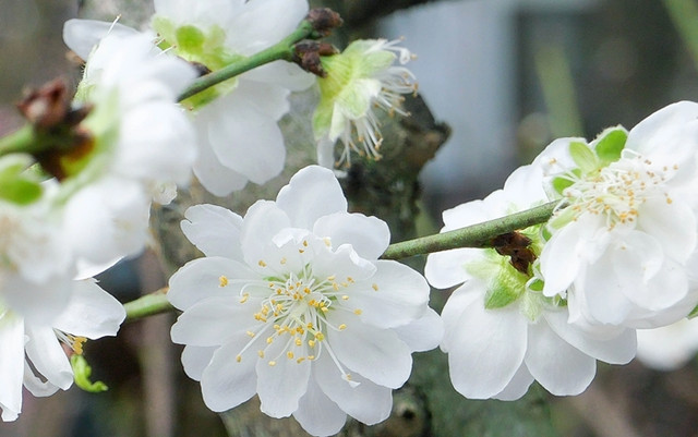 Đại gia săn lùng bạch đào quý hiếm chơi Tết - Hình 8 Dai gia san lung bach dao quy hiem choi Tet-Hinh-8