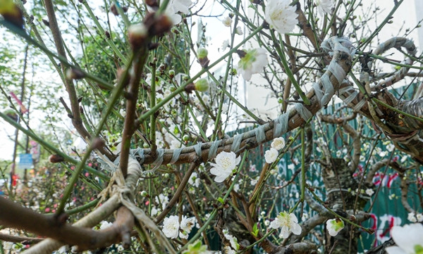 Đại gia săn lùng bạch đào quý hiếm chơi Tết Dai gia san lung bach dao quy hiem choi Tet