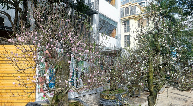 Đại gia săn lùng bạch đào quý hiếm chơi Tết - Hình 7 Dai gia san lung bach dao quy hiem choi Tet-Hinh-7