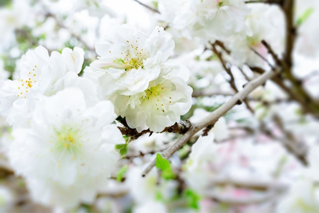 Đại gia săn lùng bạch đào quý hiếm chơi Tết - Hình 10 Dai gia san lung bach dao quy hiem choi Tet-Hinh-10