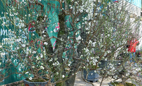 Đại gia săn lùng bạch đào quý hiếm chơi Tết - Hình 2 Dai gia san lung bach dao quy hiem choi Tet-Hinh-2