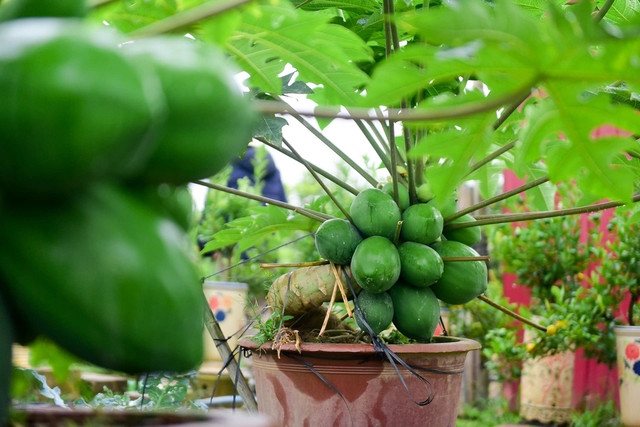 Den luot ddu du bonsai triu qua chao khach choi Tet-Hinh-6