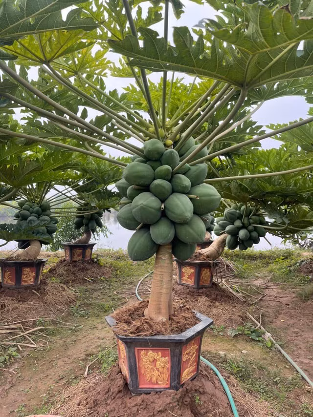 Den luot ddu du bonsai triu qua chao khach choi Tet