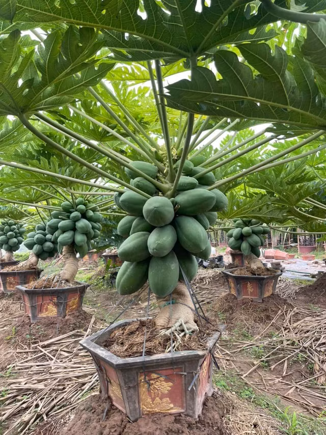 Den luot ddu du bonsai triu qua chao khach choi Tet-Hinh-3