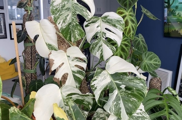 Vì sao lá trầu bà từng được “hét giá” tới nửa tỷ đồng? - Hình 3 Vi sao la trau ba tung duoc “het gia” toi nua ty dong?-Hinh-3