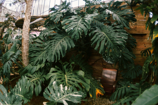 Vì sao lá trầu bà từng được “hét giá” tới nửa tỷ đồng? - Hình 6 Vi sao la trau ba tung duoc “het gia” toi nua ty dong?-Hinh-6