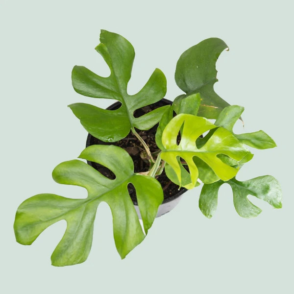 Vì sao lá trầu bà từng được “hét giá” tới nửa tỷ đồng? - Hình 9 Vi sao la trau ba tung duoc “het gia” toi nua ty dong?-Hinh-9