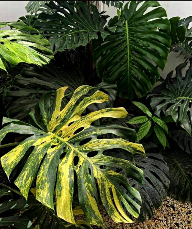 Vì sao lá trầu bà từng được “hét giá” tới nửa tỷ đồng? - Hình 2 Vi sao la trau ba tung duoc “het gia” toi nua ty dong?-Hinh-2