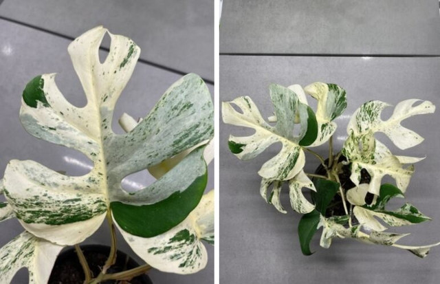 Vì sao lá trầu bà từng được “hét giá” tới nửa tỷ đồng? - Hình 8 Vi sao la trau ba tung duoc “het gia” toi nua ty dong?-Hinh-8