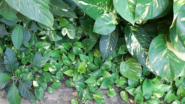 Vì sao lá trầu bà từng được “hét giá” tới nửa tỷ đồng? - Hình 4 Vi sao la trau ba tung duoc “het gia” toi nua ty dong?-Hinh-4