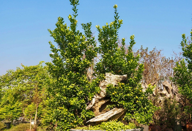 Loạt cây bonsai ôm gỗ lũa độc đáo chào Tết 2024 Loat cay bonsai om go lua doc dao chao Tet 2024