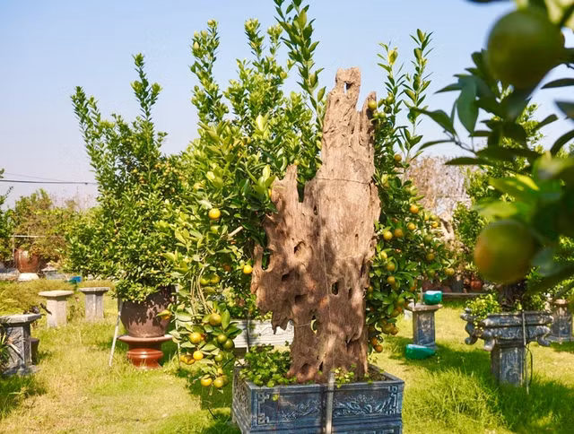 Loat cay bonsai om go lua doc dao chao Tet 2024-Hinh-3