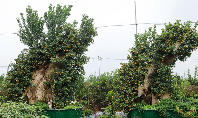 Loat cay bonsai om go lua doc dao chao Tet 2024-Hinh-5