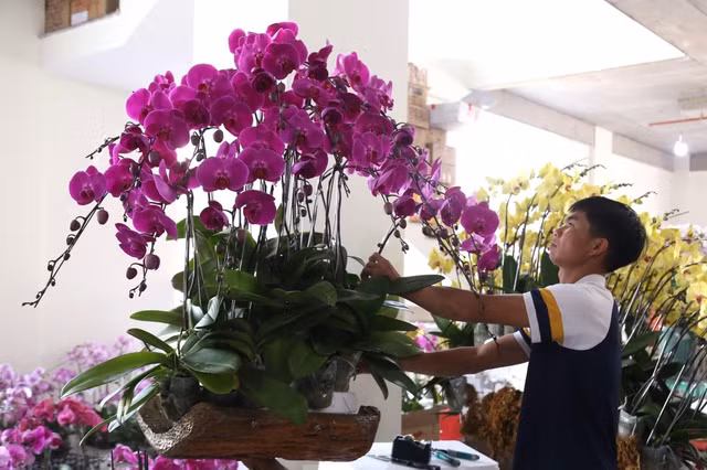Loat cay bonsai om go lua doc dao chao Tet 2024-Hinh-7