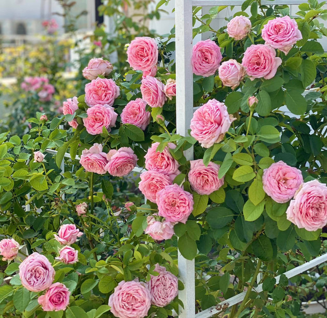 Man nhan vuon hong ruc ro trong biet thu cua MC Quyen Linh-Hinh-3