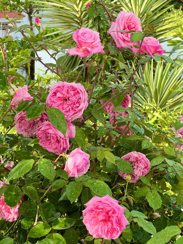 Man nhan vuon hong ruc ro trong biet thu cua MC Quyen Linh-Hinh-8