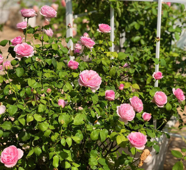 Man nhan vuon hong ruc ro trong biet thu cua MC Quyen Linh-Hinh-5