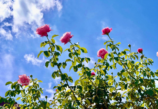 Man nhan vuon hong ruc ro trong biet thu cua MC Quyen Linh-Hinh-7