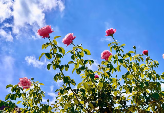 Man nhan vuon hong ruc ro trong biet thu cua MC Quyen Linh-Hinh-7