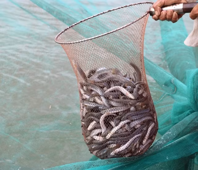 Dac san ca keo co gia nua trieu/kg lam duoc nhung mon gi?-Hinh-2