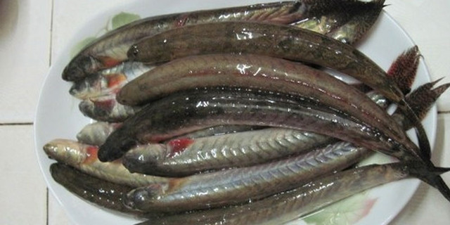 Đặc sản cá kèo có giá nửa triệu/kg làm được những món gì? Dac san ca keo co gia nua trieu/kg lam duoc nhung mon gi?