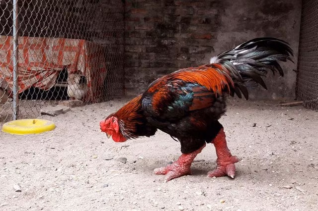 Can canh trai cay, dong vat 'tien vua' luon chay hang dip Tet-Hinh-10