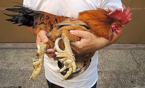 Can canh trai cay, dong vat 'tien vua' luon chay hang dip Tet-Hinh-11