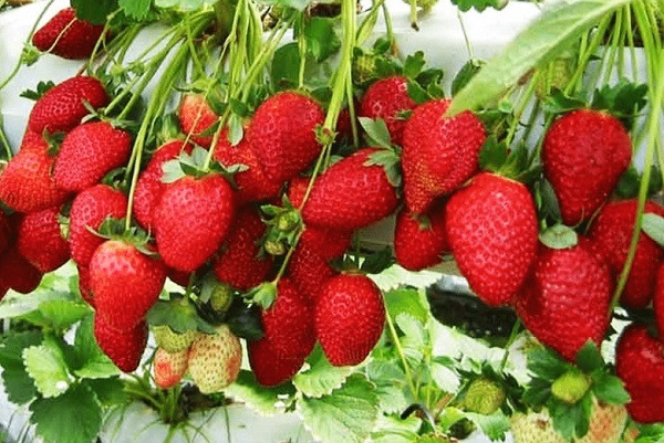 Tràn lan chợ mạng dâu tây giá rẻ - Hình 2 Tran lan cho mang dau tay gia re-Hinh-2