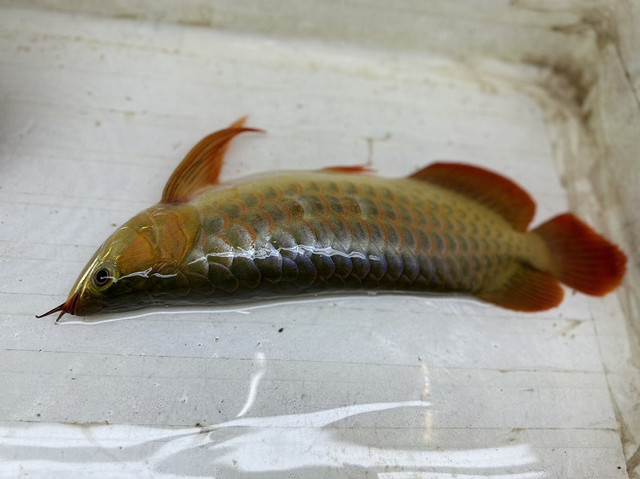 Bất ngờ những nghề độc lạ thu nhập cao ở Việt Nam Bat ngo nhung nghe doc la thu nhap cao o Viet Nam