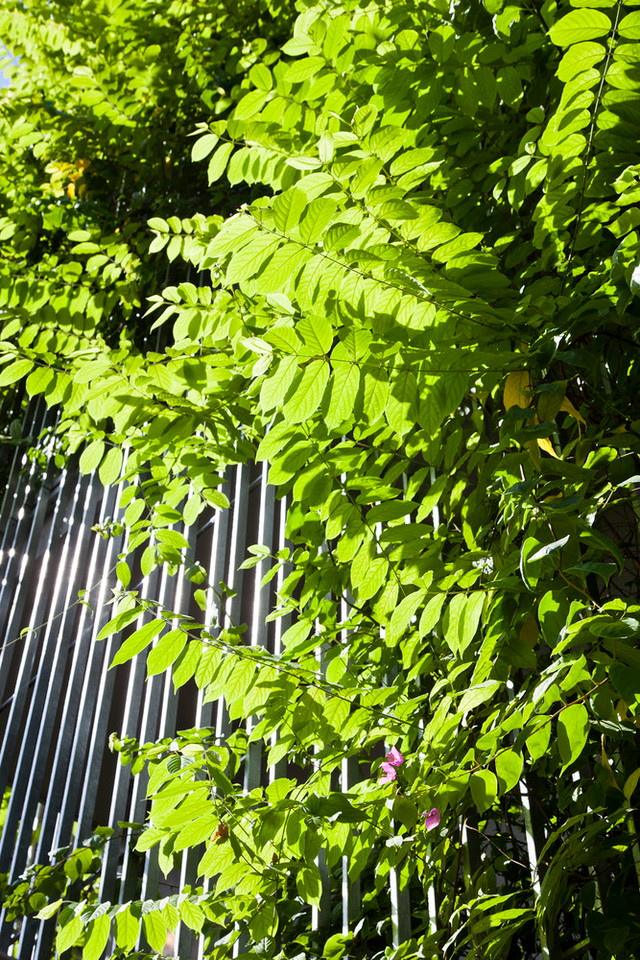 Bên trong căn nhà phố như ốc đảo xanh giữa Hà Nội - Hình 9 Ben trong can nha pho nhu oc dao xanh giua Ha Noi-Hinh-9