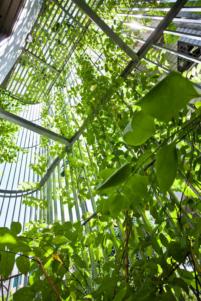 Bên trong căn nhà phố như ốc đảo xanh giữa Hà Nội - Hình 8 Ben trong can nha pho nhu oc dao xanh giua Ha Noi-Hinh-8