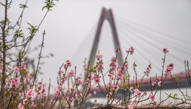 Nhung ngay can Tet, vuon dao Nhat Tan o Ha Noi nhon nhip-Hinh-7