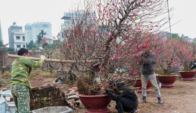 Những ngày cận Tết, vườn đào Nhật Tân ở Hà Nội nhộn nhịp - Hình 9 Nhung ngay can Tet, vuon dao Nhat Tan o Ha Noi nhon nhip-Hinh-9