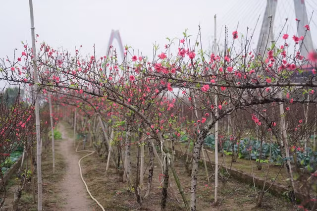 Nhung ngay can Tet, vuon dao Nhat Tan o Ha Noi nhon nhip-Hinh-8
