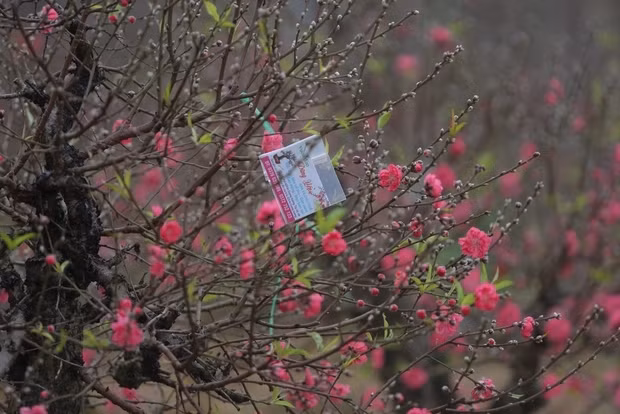 Nhung ngay can Tet, vuon dao Nhat Tan o Ha Noi nhon nhip-Hinh-11