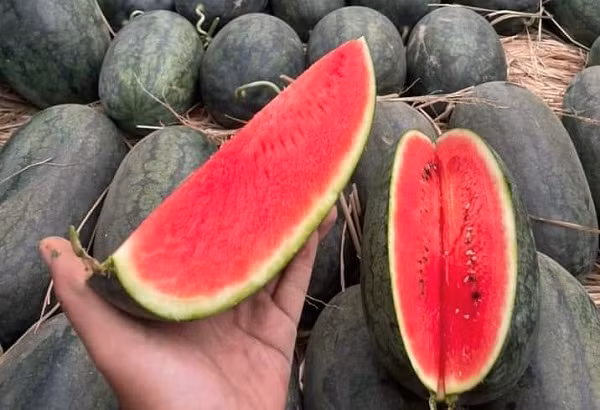 Vi sao dua hau giam gia thoi diem can Tet?