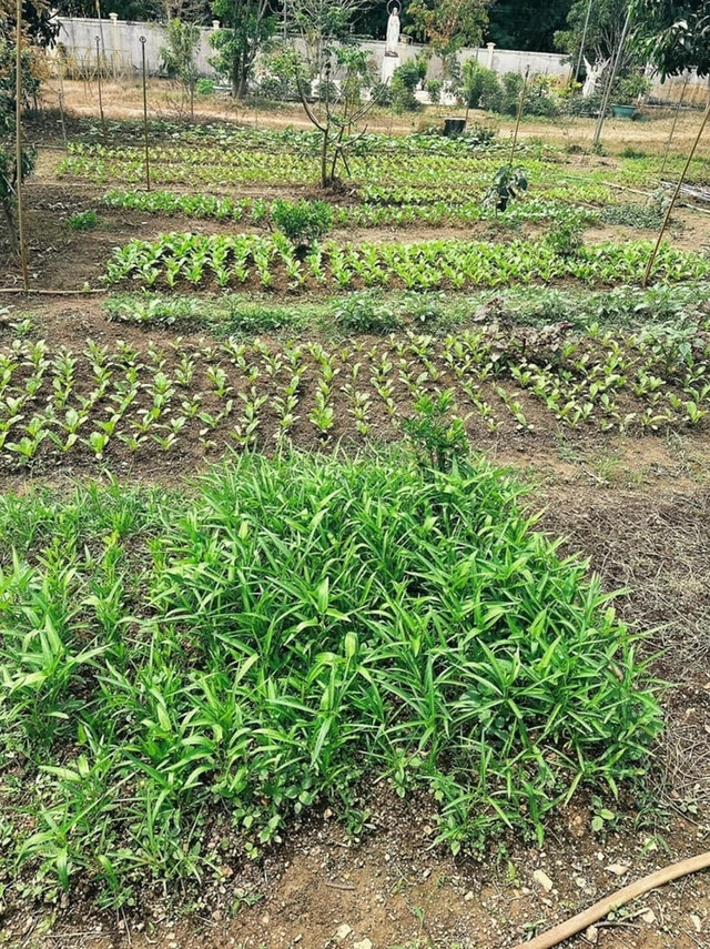 Trong trang trại rộng hơn 10ha, Hoa hậu Oanh Yến trồng rất nhiều rau xanh - Hình 5 Trong trang trai rong hon 10ha, Hoa hau Oanh Yen trong rat nhieu rau xanh-Hinh-5