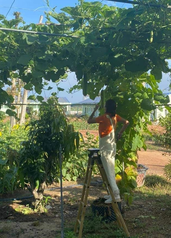 Trong trang trại rộng hơn 10ha, Hoa hậu Oanh Yến trồng rất nhiều rau xanh - Hình 10 Trong trang trai rong hon 10ha, Hoa hau Oanh Yen trong rat nhieu rau xanh-Hinh-10