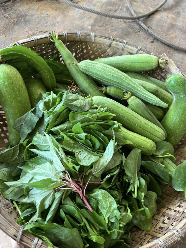 Trong trang trại rộng hơn 10ha, Hoa hậu Oanh Yến trồng rất nhiều rau xanh - Hình 6 Trong trang trai rong hon 10ha, Hoa hau Oanh Yen trong rat nhieu rau xanh-Hinh-6