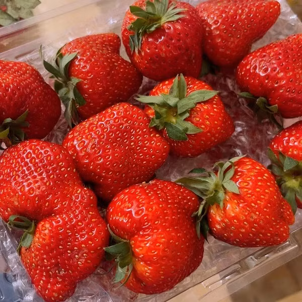 Vi sao dau tay Son La co gia sieu re?