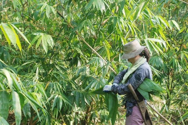 3 loại lá người dân vứt bỏ nay thành hàng xuất khẩu triệu USD - Hình 3 3 loai la nguoi dan vut bo nay thanh hang xuat khau trieu USD-Hinh-3